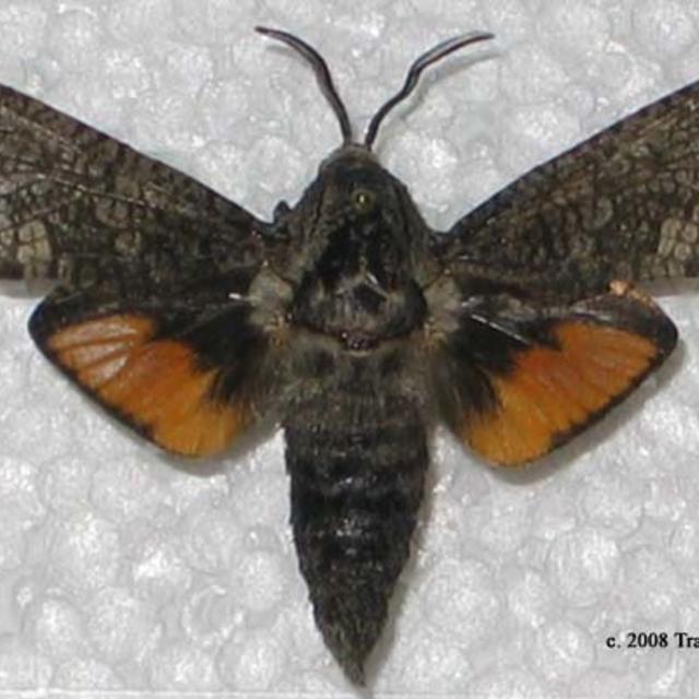 https://www.butterfliesandmoths.org/sites/default/files/styles/bamona_scale_and_crop_640px_by_640px/public/bamona_images/cossidae1cropped.jpg?itok=_pOmP2wg