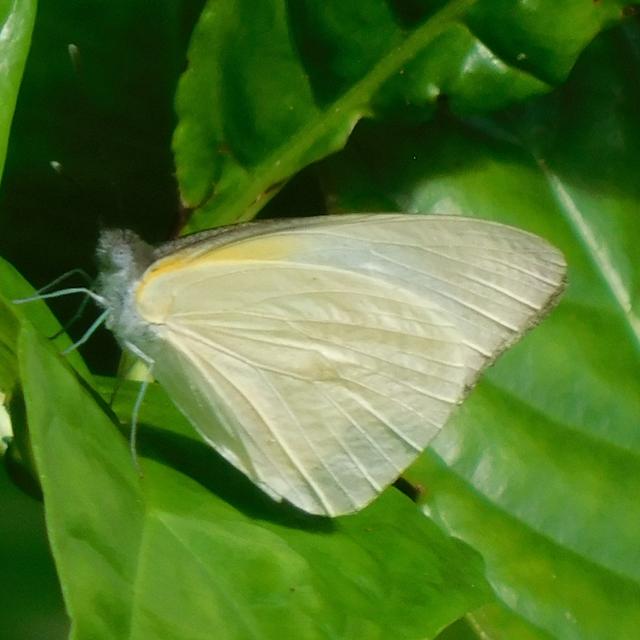 Florida White Appias drusilla (Cramer, 1777)