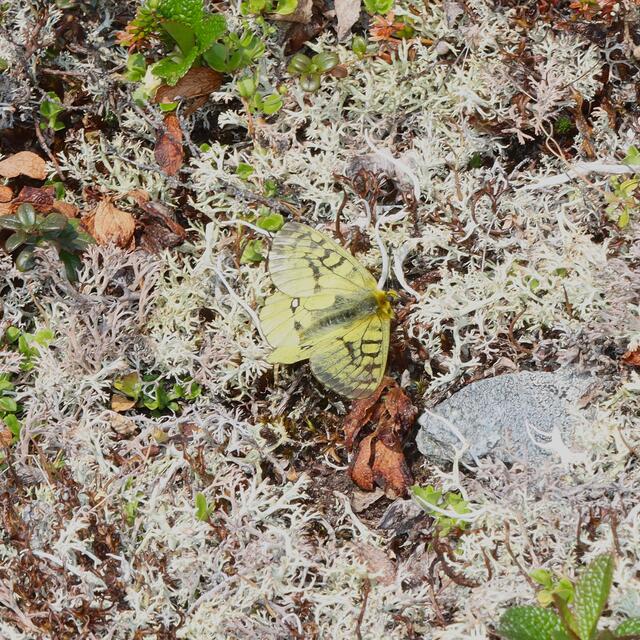Eversmann's Parnassian Parnassius eversmanni [Ménétriés], [1850