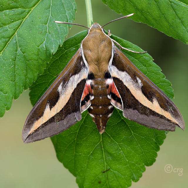 Bedstraw hawkmoth Hyles gallii (Rottemburg, 1775) | Butterflies and ...