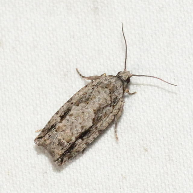 Pecan Bud Moth Gretchena bolliana (Slingerland, 1896) | Butterflies and ...