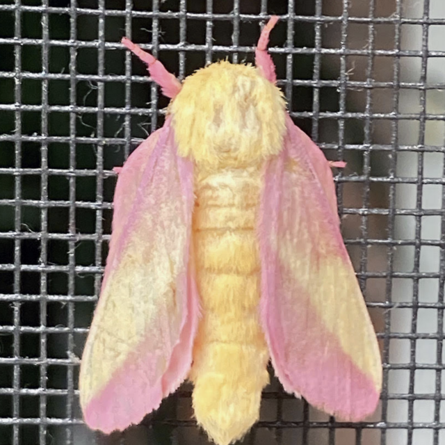 Rosy Maple Moths Emerging, Mating & Laying Eggs
