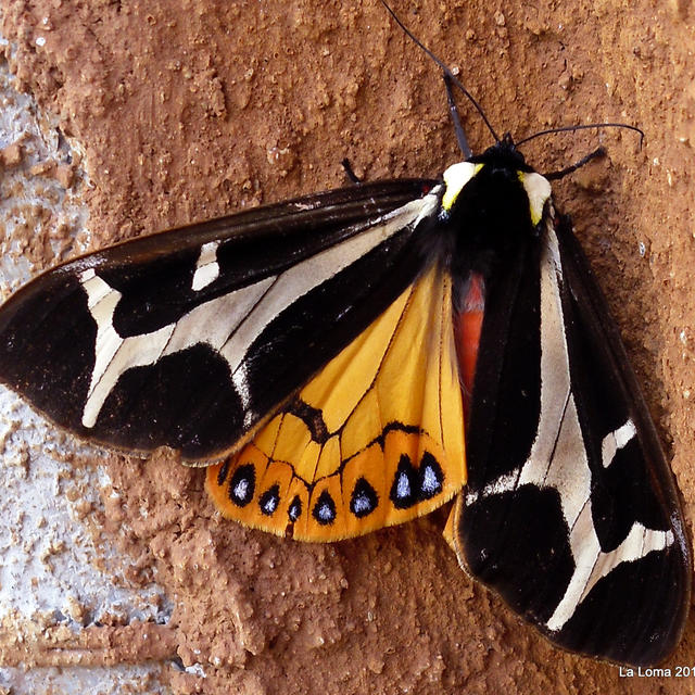 https://www.butterfliesandmoths.org/sites/default/files/styles/bamona_scale_and_crop_640px_by_640px/public/bamona_images/hpim0006.jpg?itok=DufHzeyX