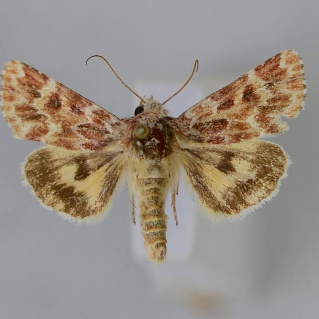 Leadplant Flower Moth Schinia lucens (Morrison, 1875) | Butterflies and ...