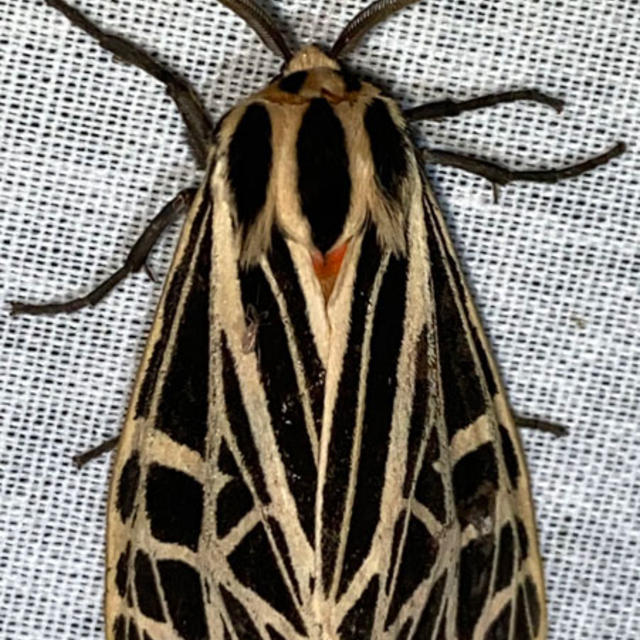 Virgin Tiger Moth Grammia virgo (Linnaeus, 1758) | Butterflies and ...