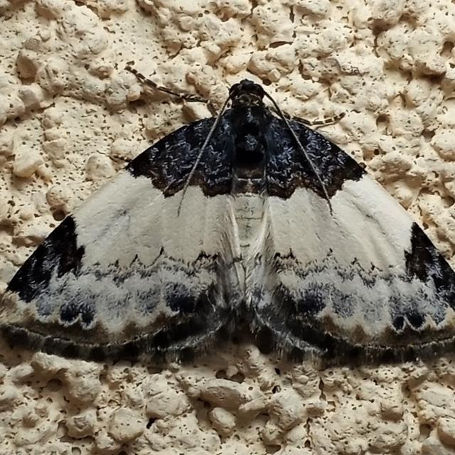https://www.butterfliesandmoths.org/sites/default/files/styles/bamona_scale_and_crop_640px_by_640px/public/bamona_images/img_20220513_204033_2.jpg?itok=W62_5Uax