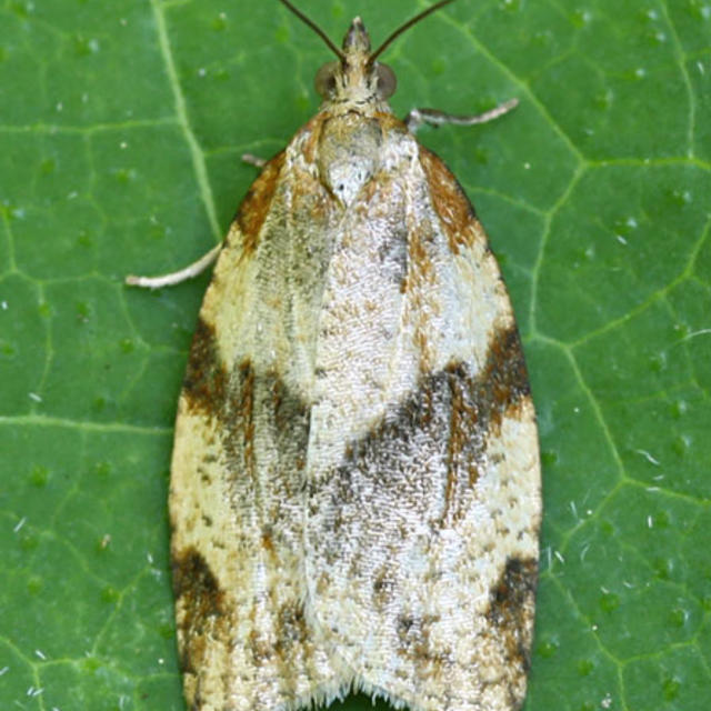 Epiphyas fruit moths in Western Australia – light brown apple moth