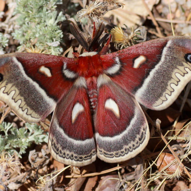Glover's Silkmoth Hyalophora gloveri (Strecker, 1872) | Butterflies and ...