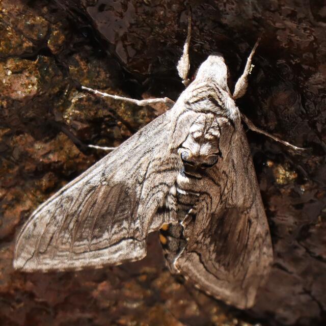 Five-spotted Hawkmoth