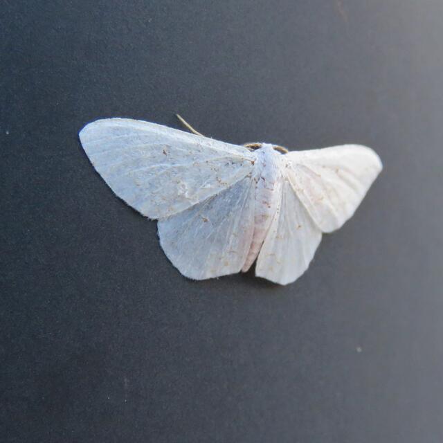 White Spring Moth Lomographa vestaliata (Guenée, 1857) | Butterflies ...