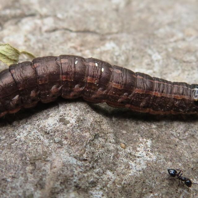 Shield-backed Cutworm Sunira decipiens (Grote, 1881)