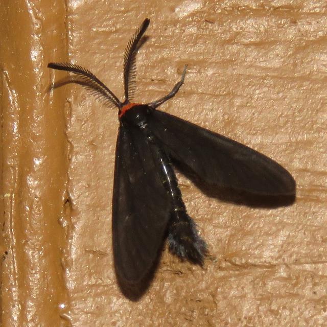 Grapeleaf Skeletonizer Moth Harrisina americana (Guérin, 1829 ...