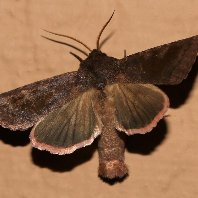 https://www.butterfliesandmoths.org/sites/default/files/styles/bamona_scale_and_crop_640px_by_640px/public/bamona_images/img_7557_4.jpg?itok=_9M6R9FH