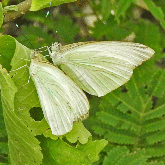 Small White  Butterfly Conservation