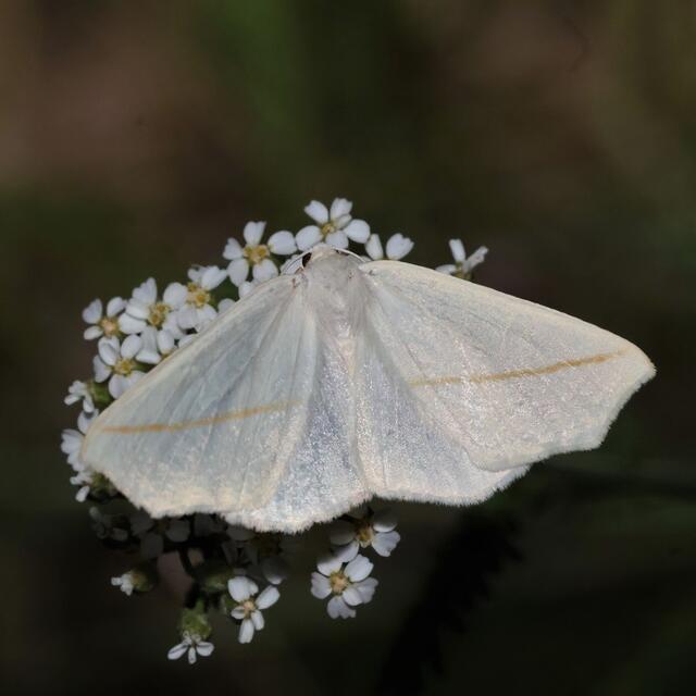 https://www.butterfliesandmoths.org/sites/default/files/styles/bamona_scale_and_crop_640px_by_640px/public/bamona_images/jj6964-tetracis_cachexiatanewton_co._in.jpg?itok=3d3pL5rs