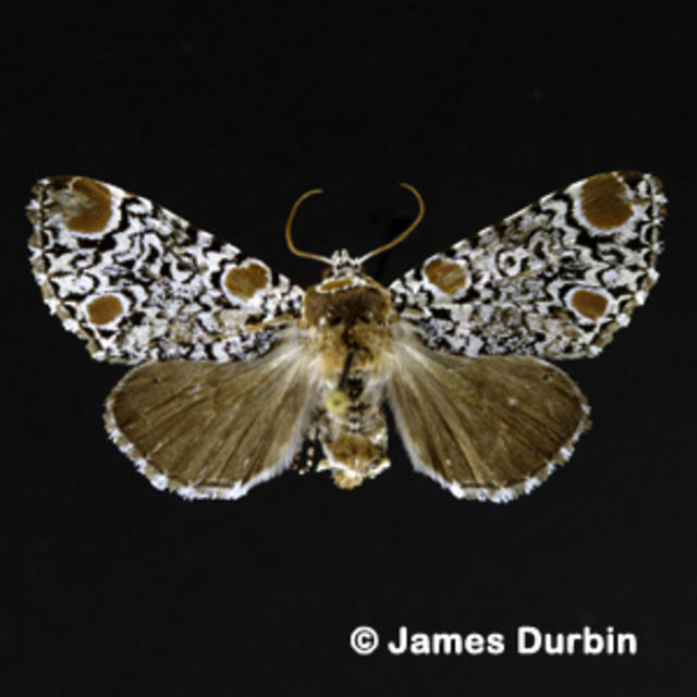 Everything Harris Three-Spot Moth Painting in gold leaf frame