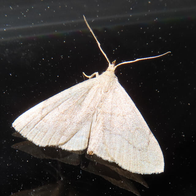 Early Zanclognatha Moth/Dark Zanclognatha Moth Zanclognatha