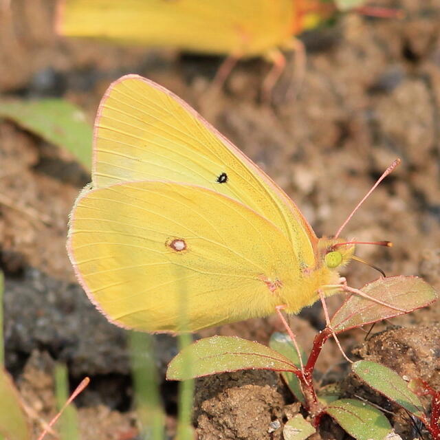 Pink-edged Sulphur Colias interior Scudder, 1862 | Butterflies and Moths of  North America