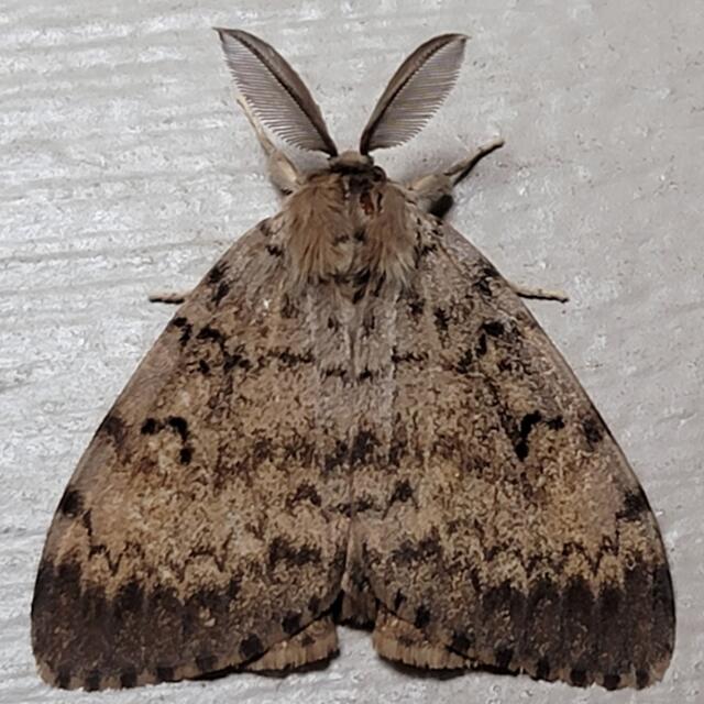 Lymantria dispar (Linnaeus, 1758) | Butterflies and Moths of North America