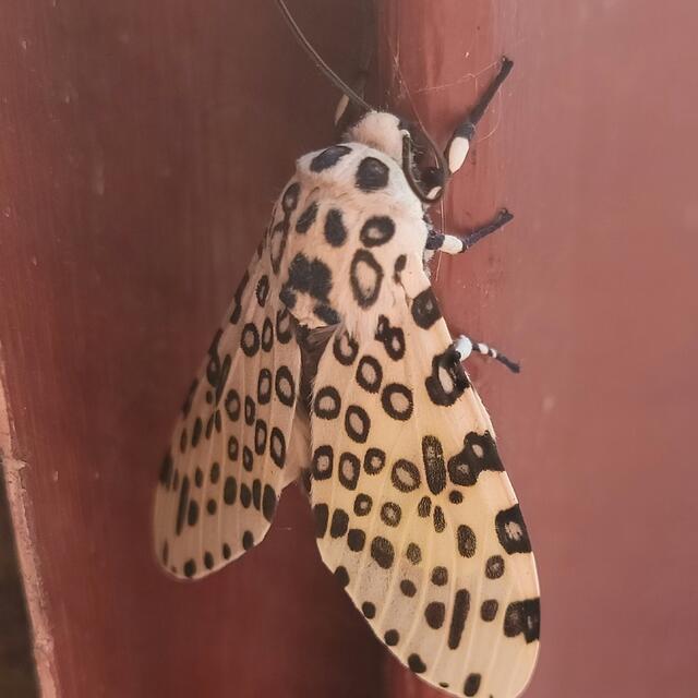 moth — Winter Chi 🦒
