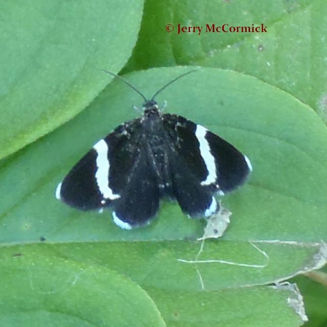 White-striped Black Trichodezia albovittata (Guenée, 1857