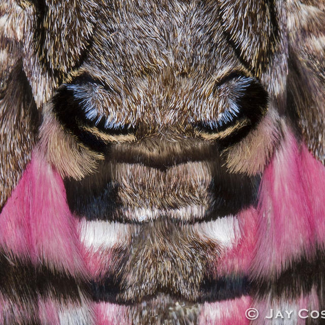 Privet hawk-moth: profile & identification - Plantura
