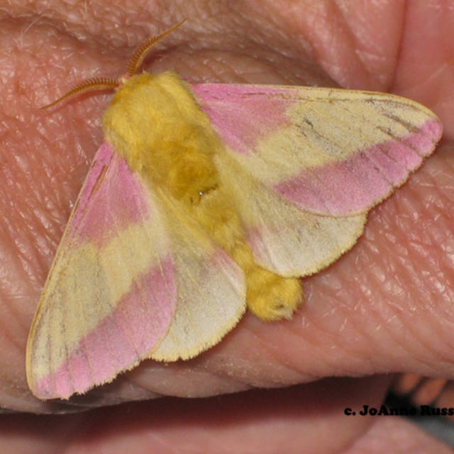 https://www.butterfliesandmoths.org/sites/default/files/styles/bamona_scale_and_crop_640px_by_640px/public/bamona_images/rosy-maple-moth_0.jpg?itok=qOuKN_Bs