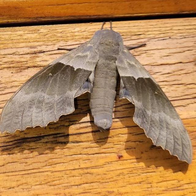 https://www.butterfliesandmoths.org/sites/default/files/styles/bamona_scale_and_crop_640px_by_640px/public/bamona_images/screenshot_20220720-182414_messages.jpg?itok=_H1ct_sh