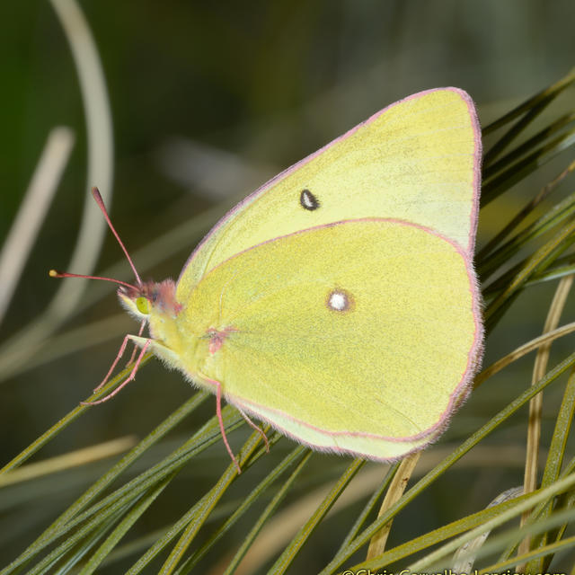 Western Sulphur Colias occidentalis Scudder, 1862 | Butterflies and Moths  of North America