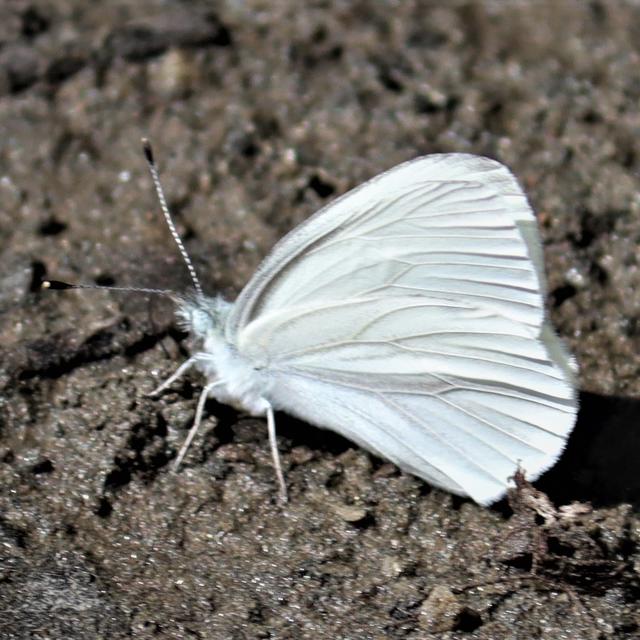 West Virginia White - Alabama Butterfly Atlas