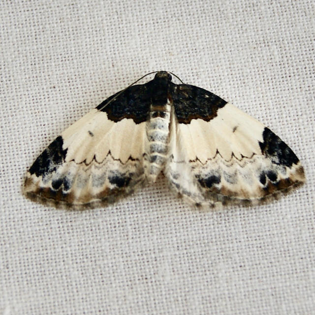https://www.butterfliesandmoths.org/sites/default/files/styles/bamona_scale_and_crop_640px_by_640px/public/bamona_images/white-ribboned_carpet_mesoleuca_ruficillata.jpeg?itok=fHcFlGmG