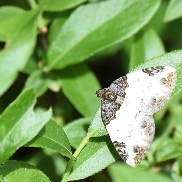 File:White Cedar Moth (5482051484).jpg - Wikimedia Commons