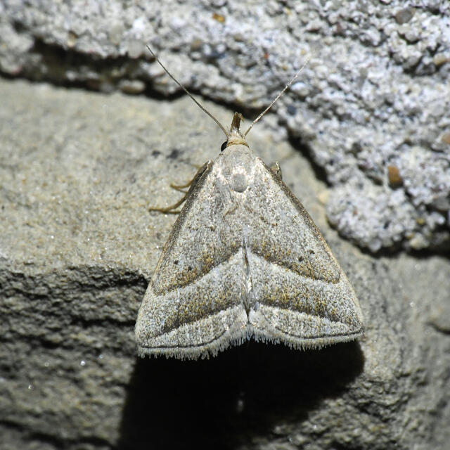 Slant-lined Owlet Moth Macrochilo absorptalis Walker, 1859